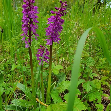 Anni Tourism Farm Smještaj na farmi