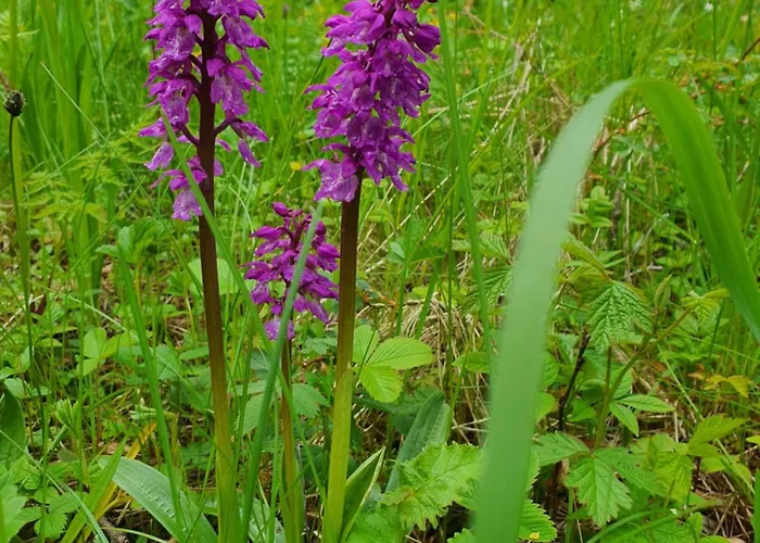 Anni Tourism Farm Lantgård